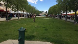 Outre les aspects les plus récents des recherches, les aspects appliqués seront abordés en lien avec l’adaptation aux atmosphères urbaines et la réponse des plantes à la taille. ©Odile Maillard